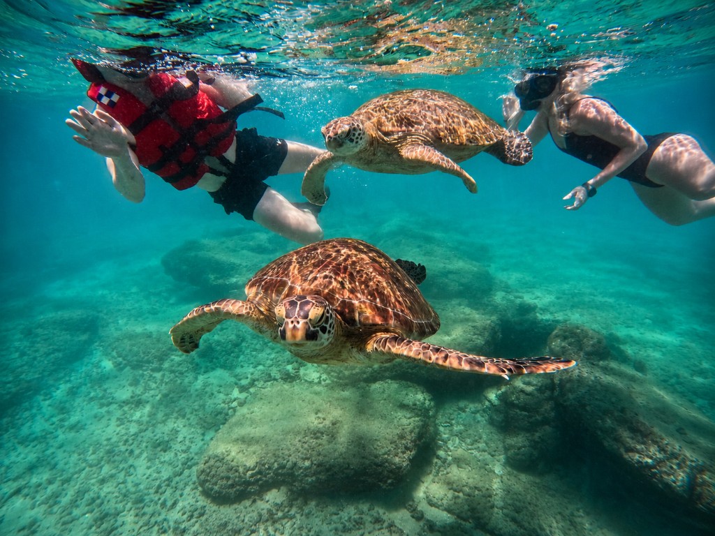 Turtle snorkeling tour