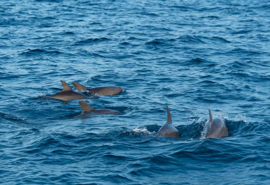 Ethical Whale Watching in Sri Lanka