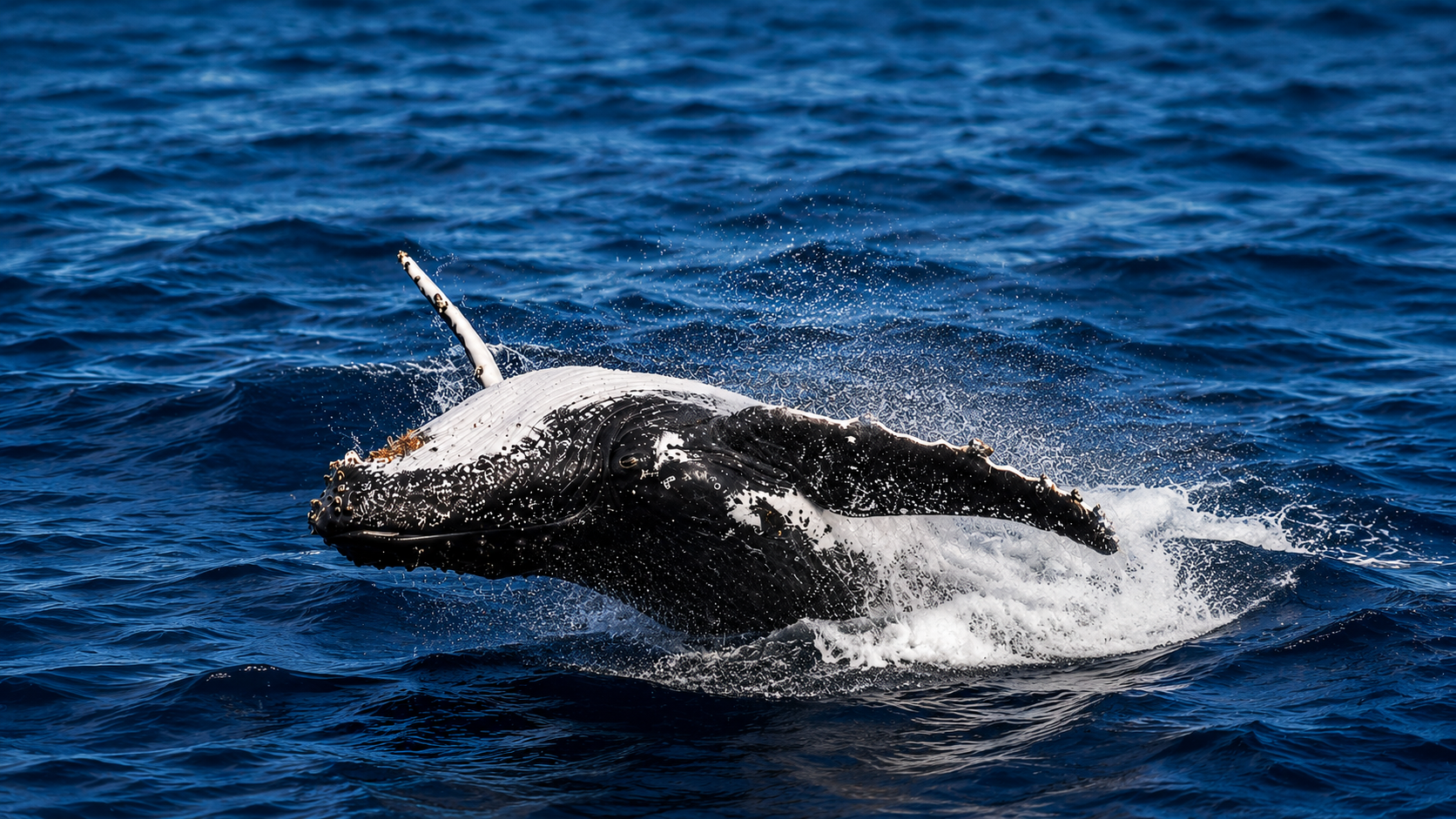 Best Time for Whale Watching in Mirissa