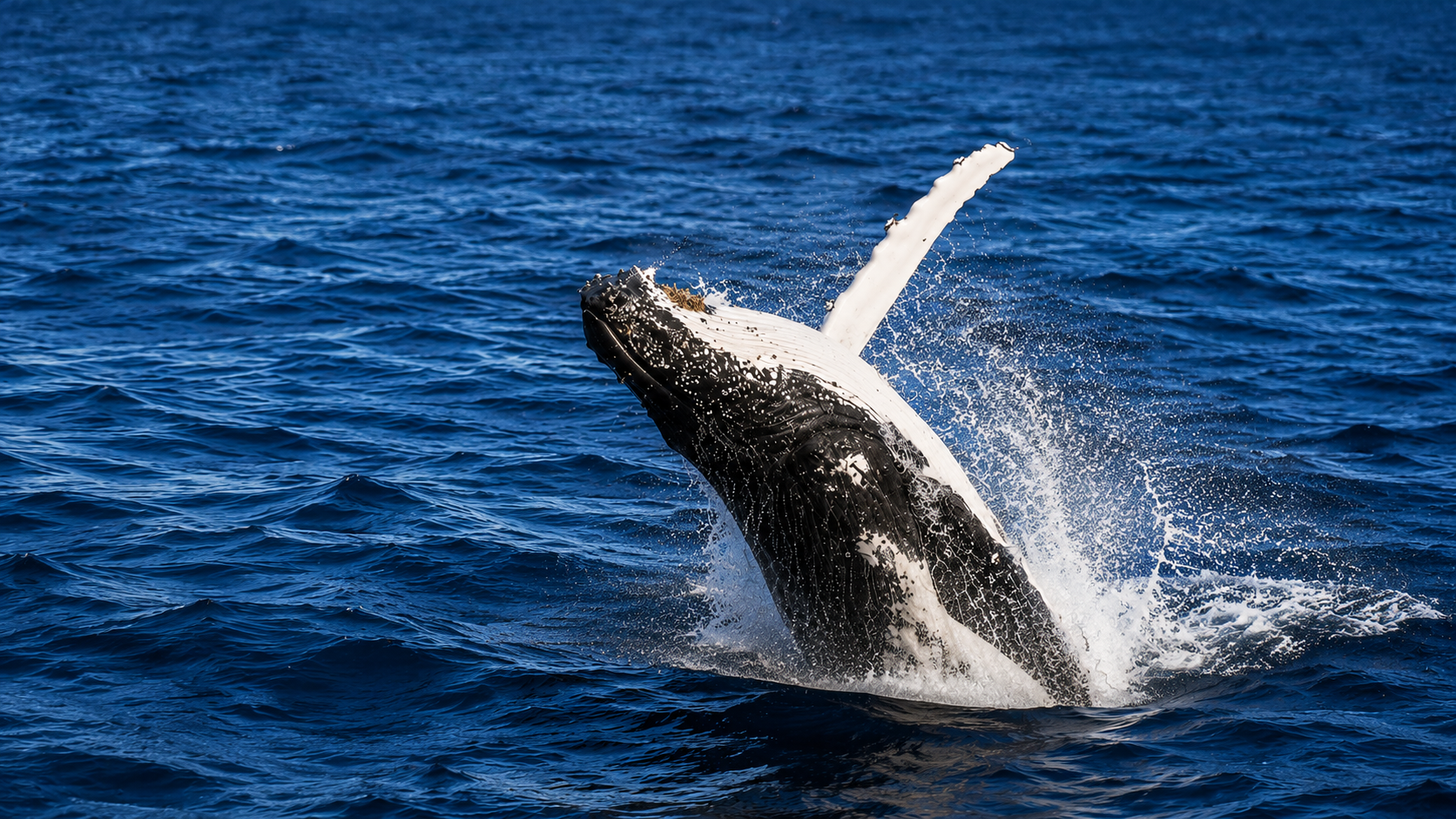 Blue whale watching tour in Mirissa Sri Lanka