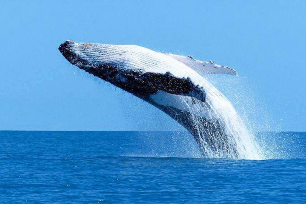Whale watching in Mirissa